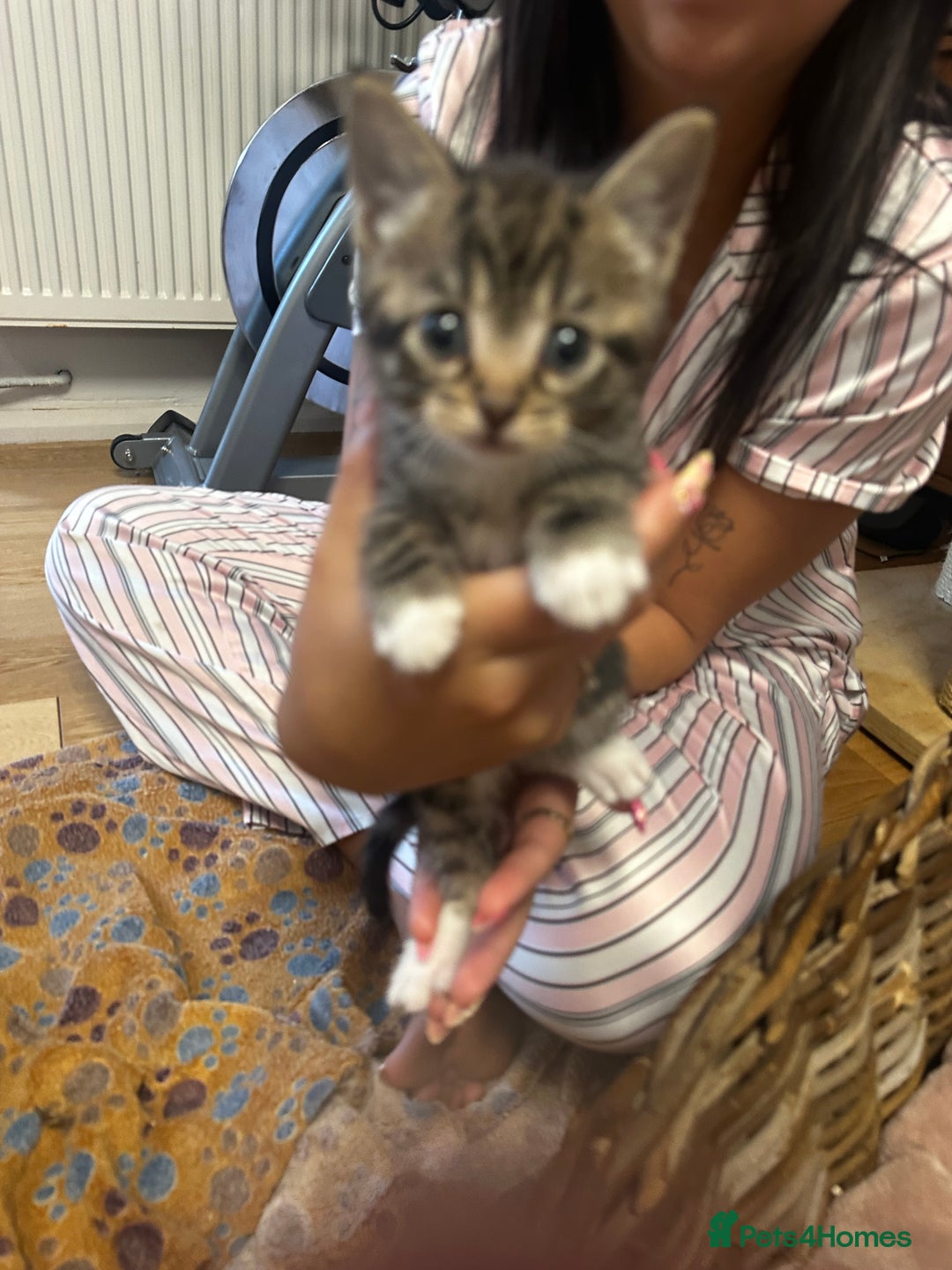 Mixed Breed cats for sale: 6 Of the cutest kittens ever !  - Image 14