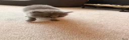 Ragdoll cats for sale: British short hair x Ragdoll kittens  - Advert 6