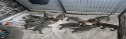 Staffordshire Bull Terrier dogs for sale: Blue staffordshire bull terriers - Advert 17