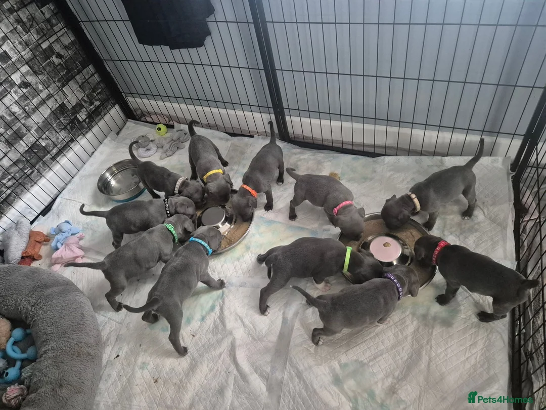 Staffordshire Bull Terrier dogs for sale: Blue staffordshire bull terriers - Advert 17