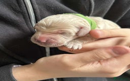 Golden Retriever dogs for sale: Gorgeous Golden Retriever Puppies!! - Image 13