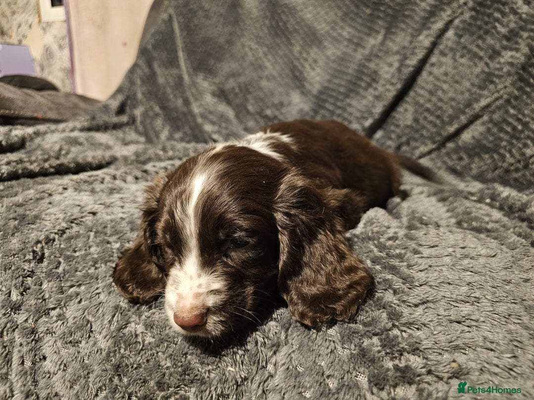 Cocker Spaniel dogs for sale: Cocker spaniels puppy's  - Advert 12