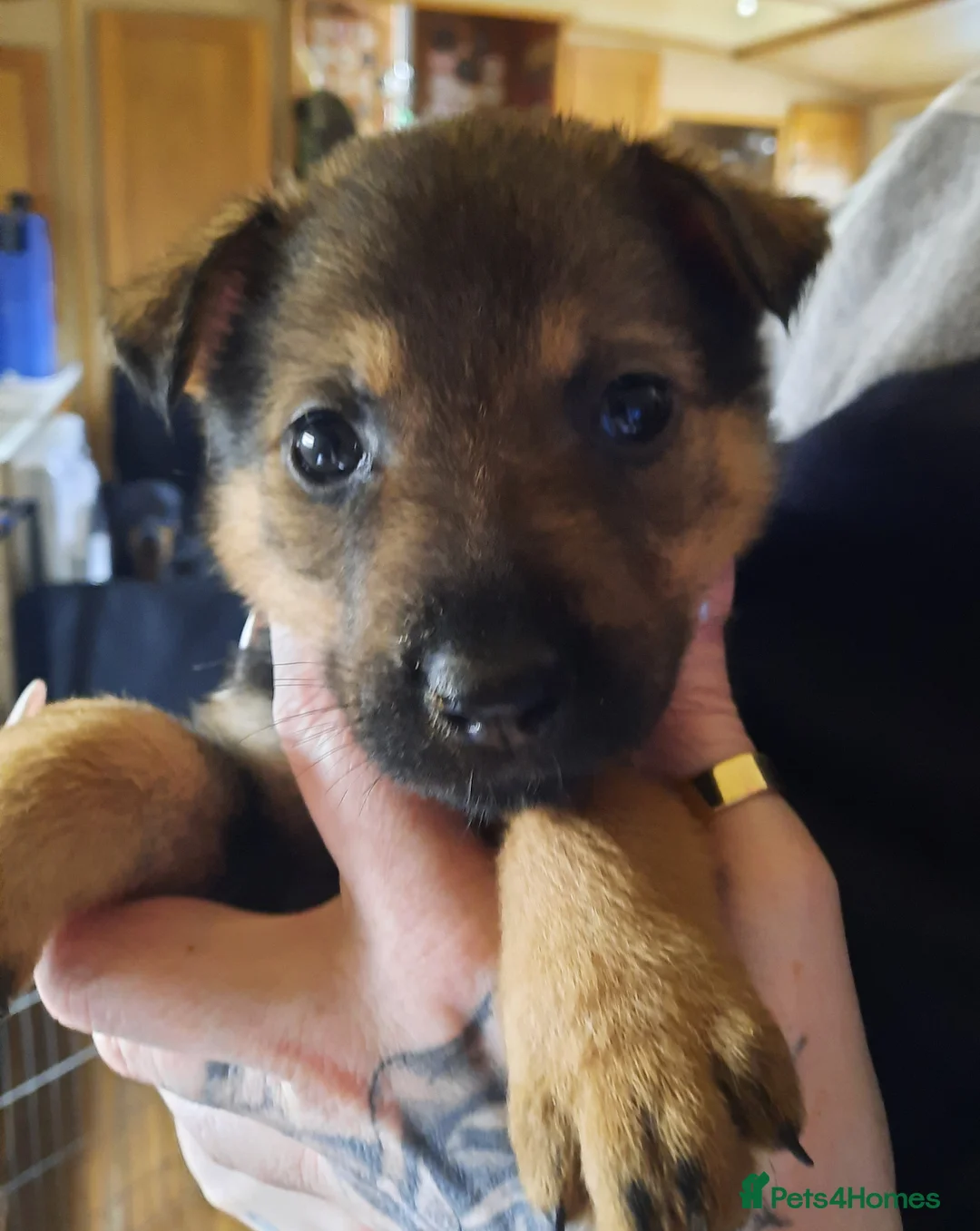 Mixed Breed dogs for sale: Rottweiler X German Shepherd Puppies  in Bristol - Advert 29