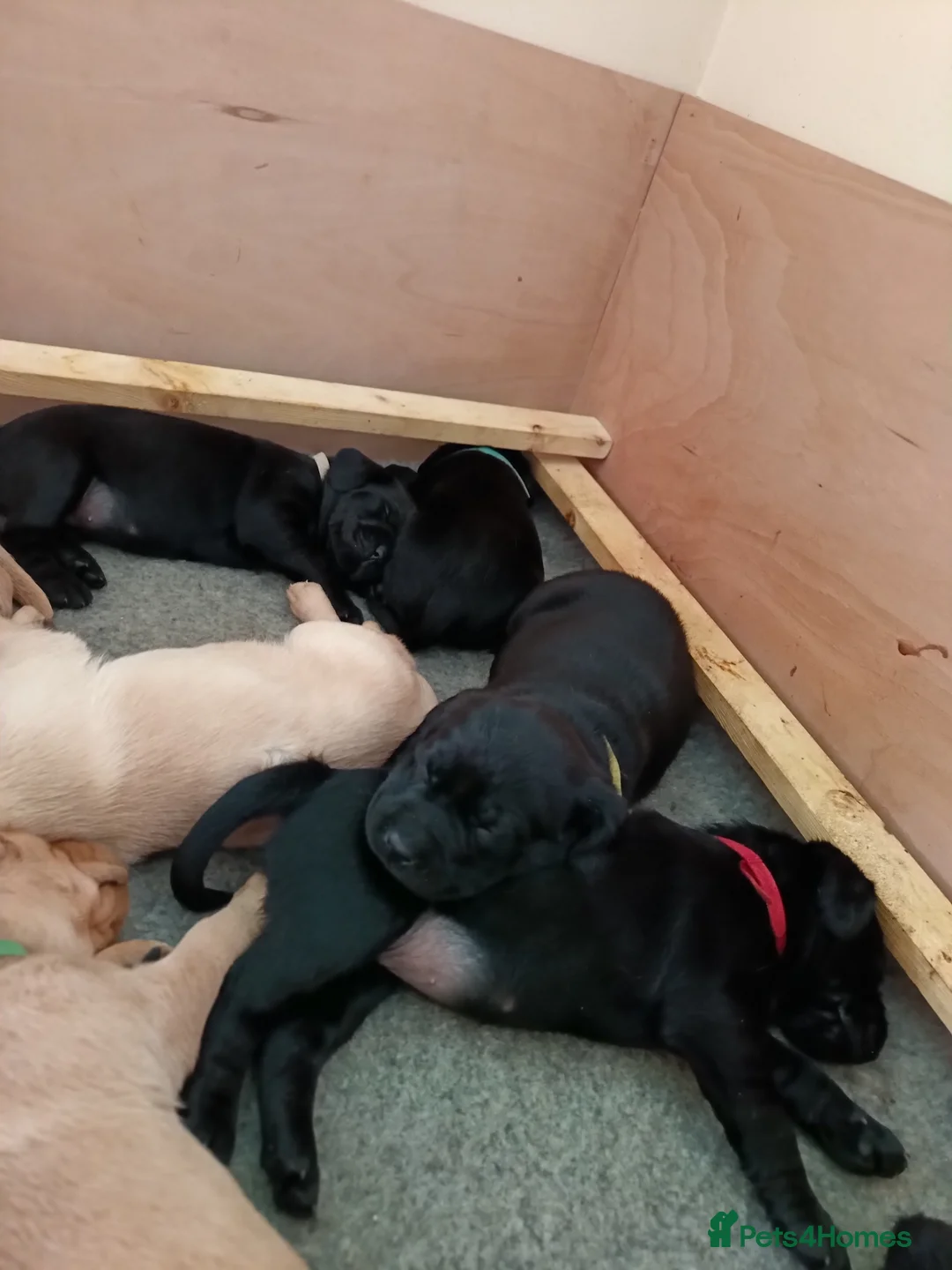 Labrador Retriever dogs for sale: KC reg yellow & black Labrador puppies socialised - Advert 35