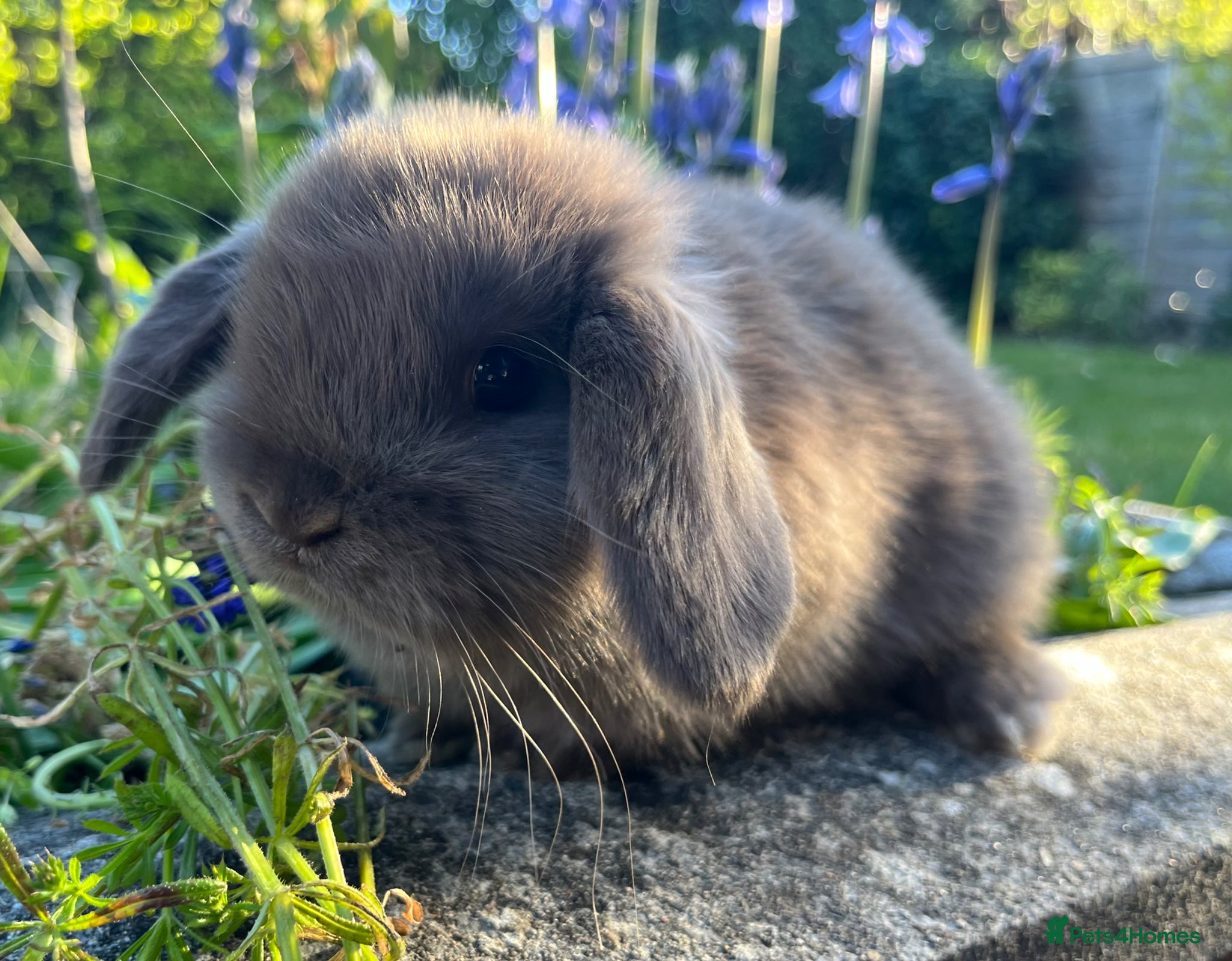 Mini Lop rabbits Mini lop kits for re-homing 16th April - Advert 8