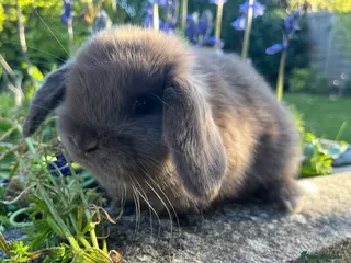 Mini Lop rabbits Mini lop kits for re-homing 16th April - Advert 8