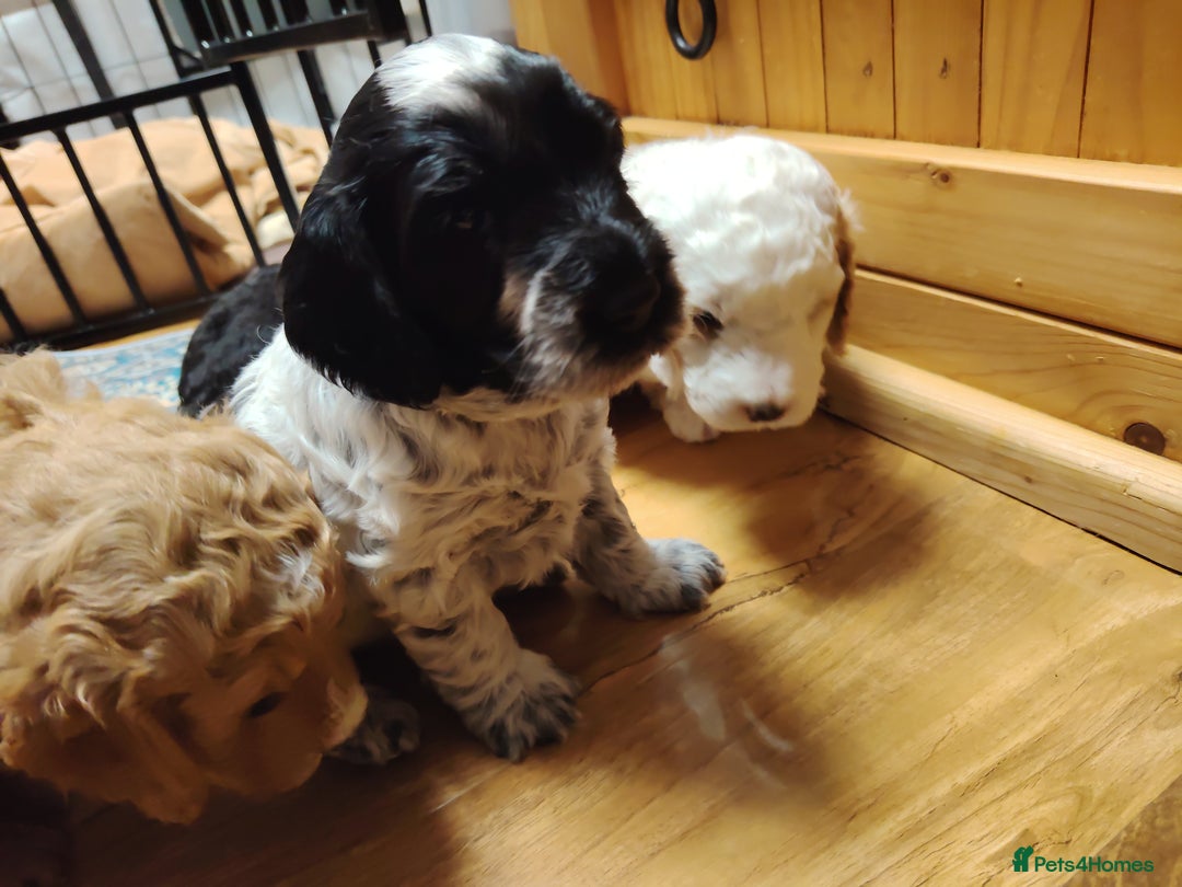 Cockapoo dogs for sale: F3 cockapoo  - Image 23