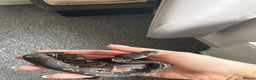 Python Snake reptiles for sale: Ball python snake - Advert 2