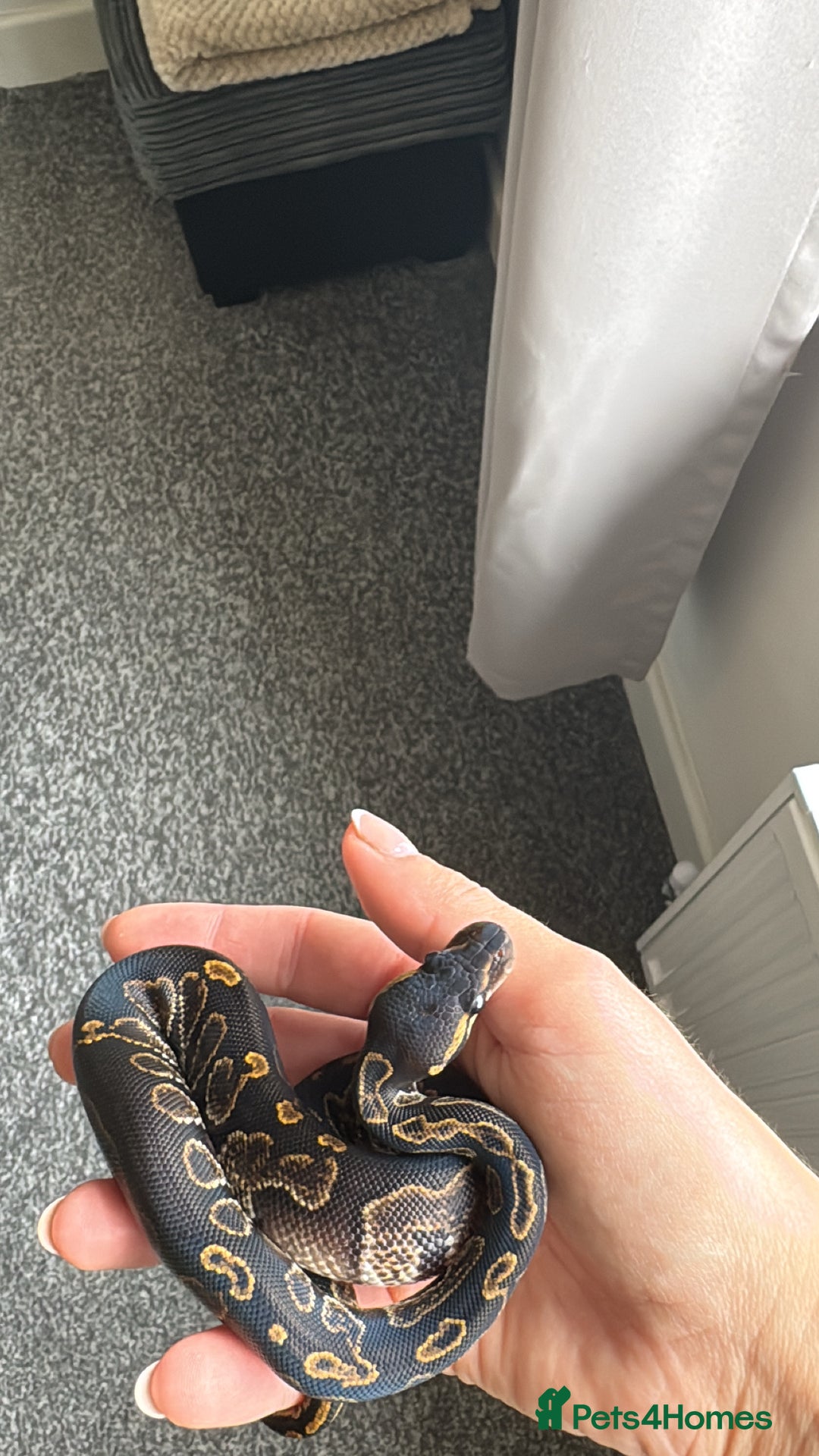Python Snake reptiles for sale: Ball python snake - Advert 2