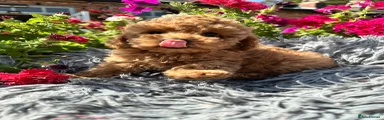 Miniature Poodle 1