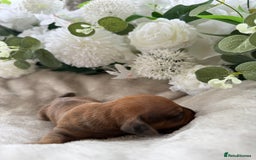 Miniature Dachshund dogs for sale: ⭐️Beautiful litter Of Rainbow Dachshund Puppies⭐️ - Image 24