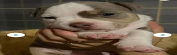 American Bully dogs for sale: Our Pocket Bully puppies  - Advert 10