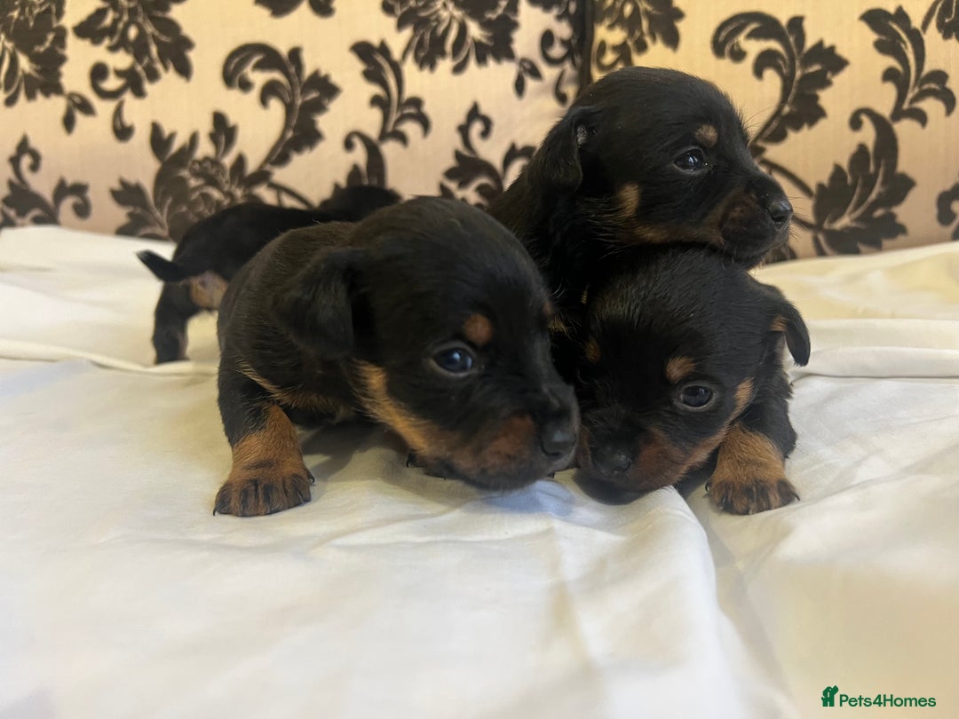 Jack Russell dogs for sale: Miniature Jack Russell puppies 🐶  - Advert 5