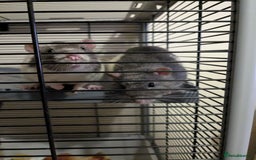 Rat rodents for sale: 2 Male Rats - Image 1