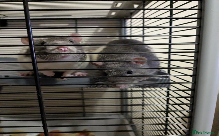 Rat rodents - Advert 1