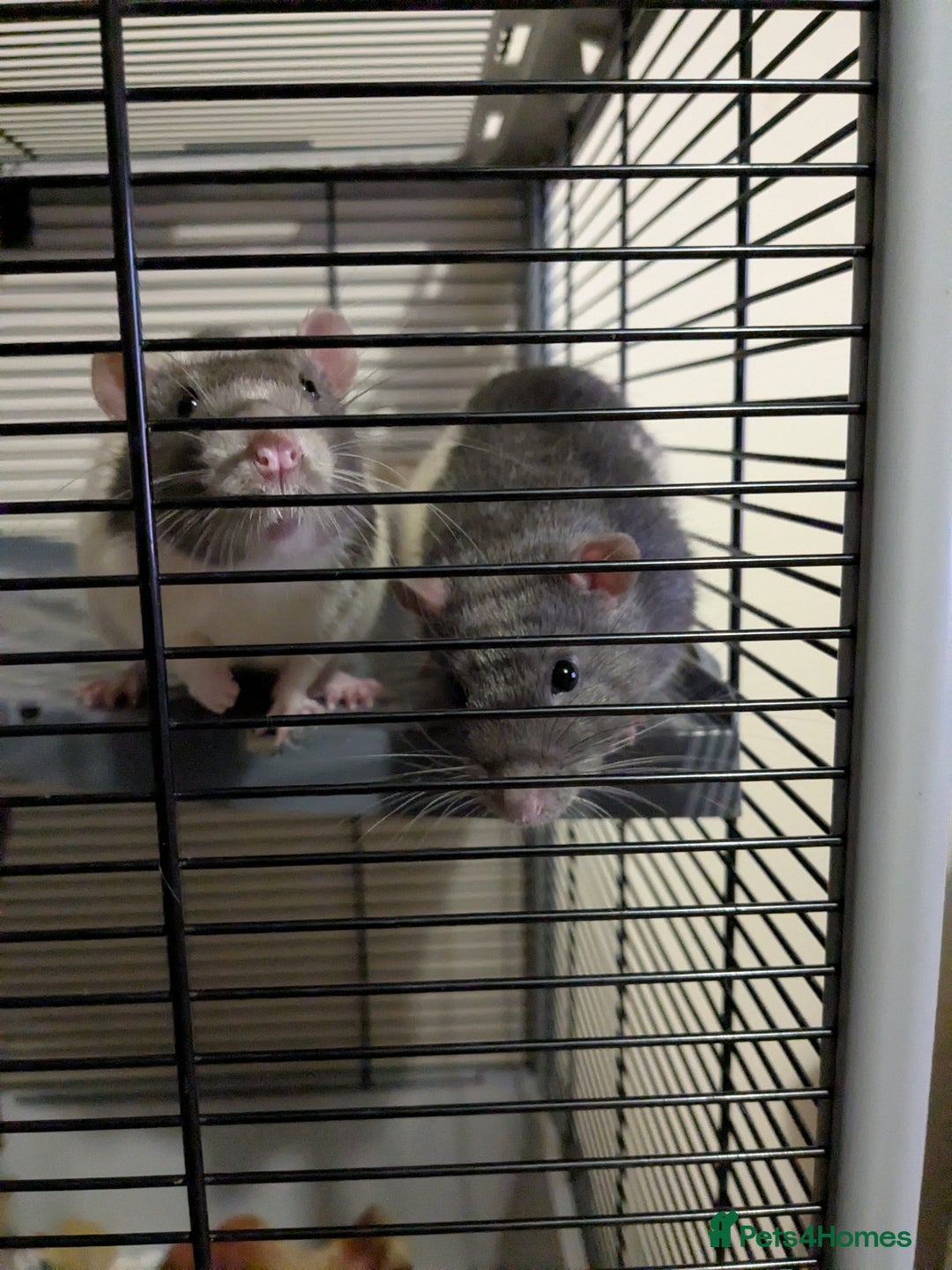 Rat rodents for sale: 2 Male Rats - Image 1