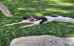 Brittany Spaniel dogs for adoption: Roza! - Image 1