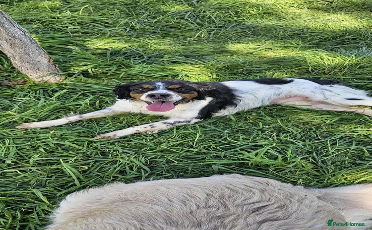 Brittany Spaniel dogs - Advert 1
