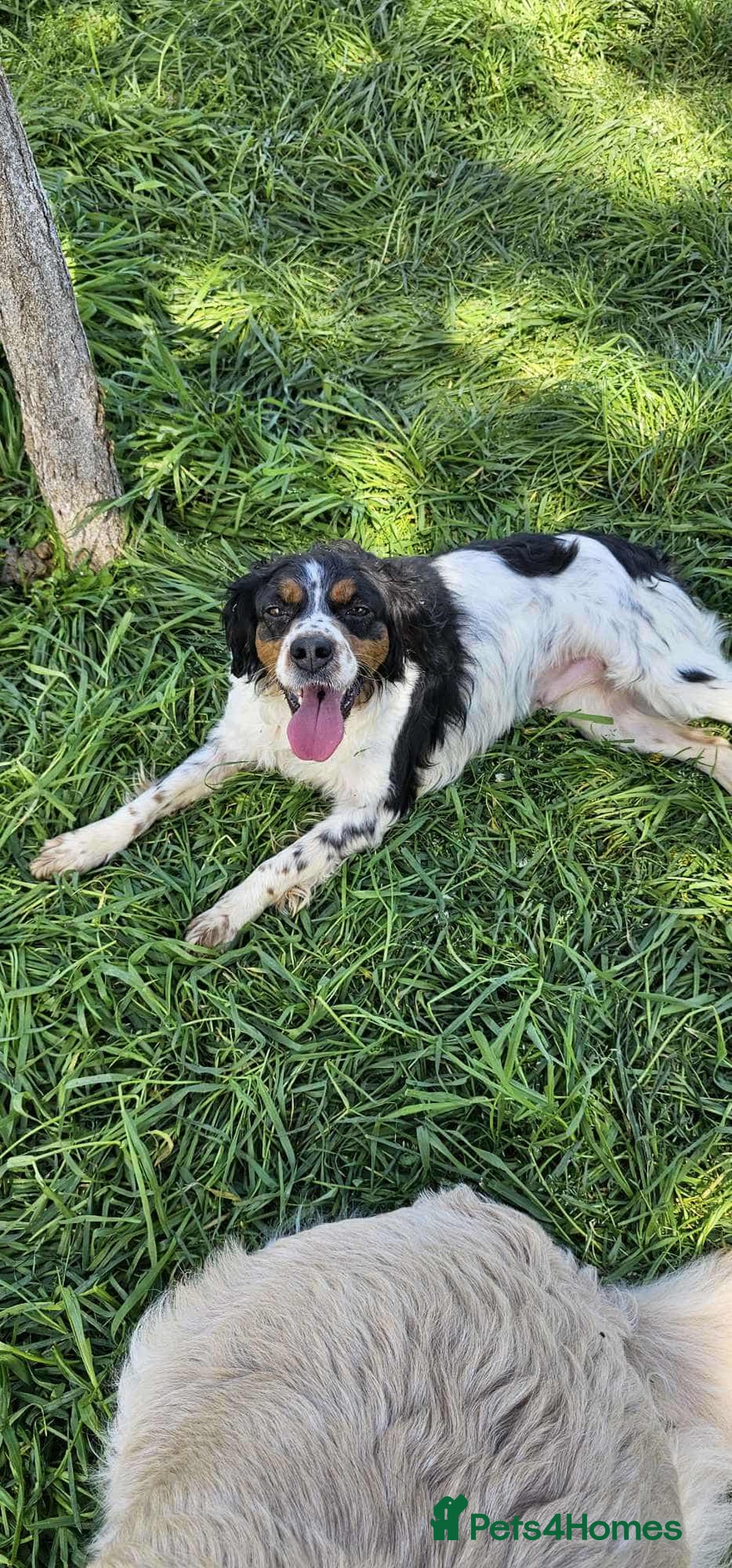 Brittany Spaniel dogs for adoption: Roza! - Image 1