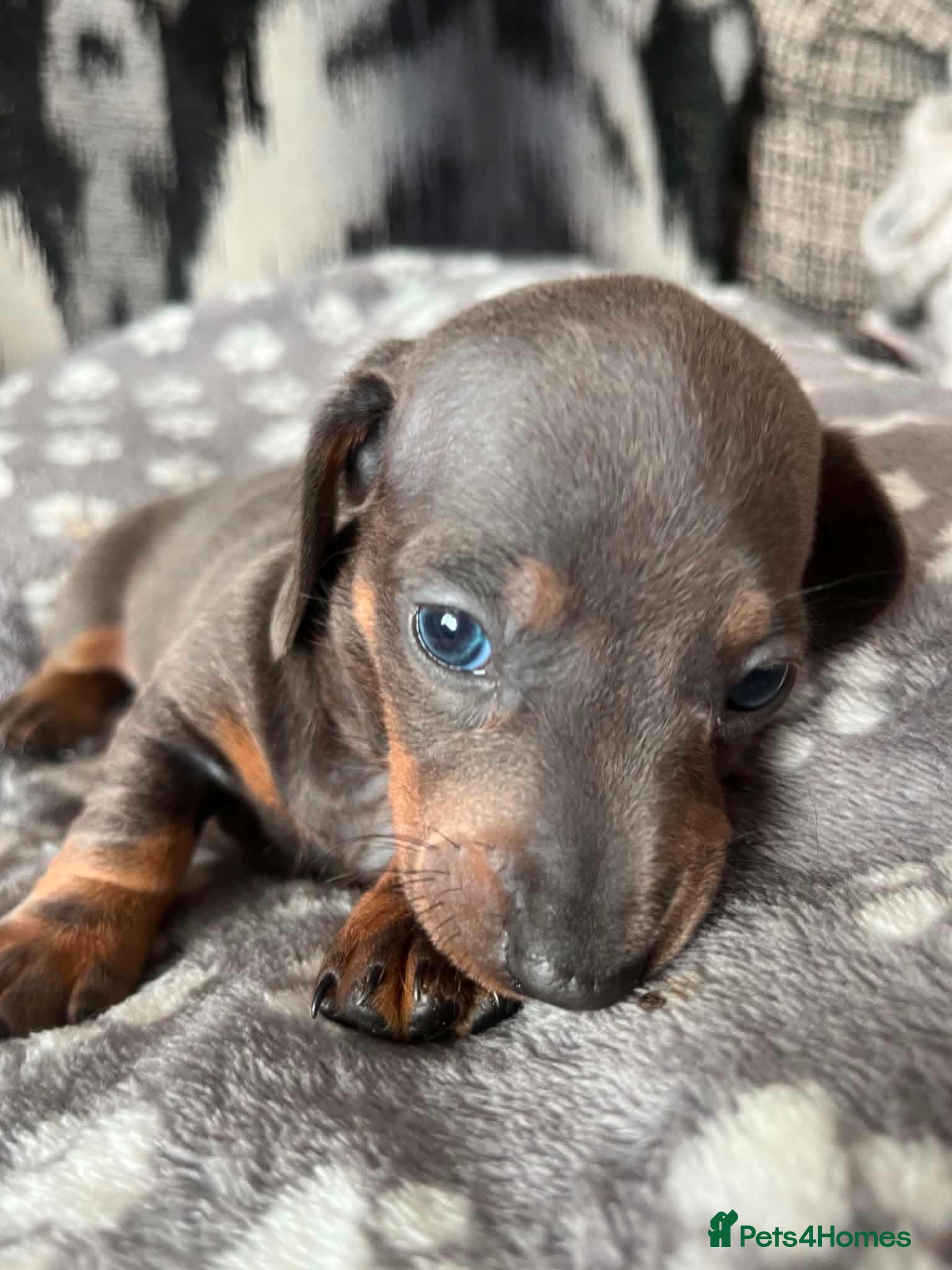 Miniature Dachshund dogs One blue male miniature dashund  - Advert 1