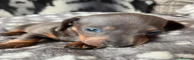 Miniature Dachshund 1