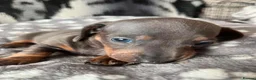 Miniature Dachshund dogs for sale: One blue male miniature dashund  - Advert 1