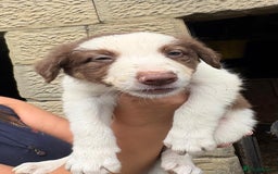 Border Collie dogs for sale: Red and white Border Collie Pups  - Image 13