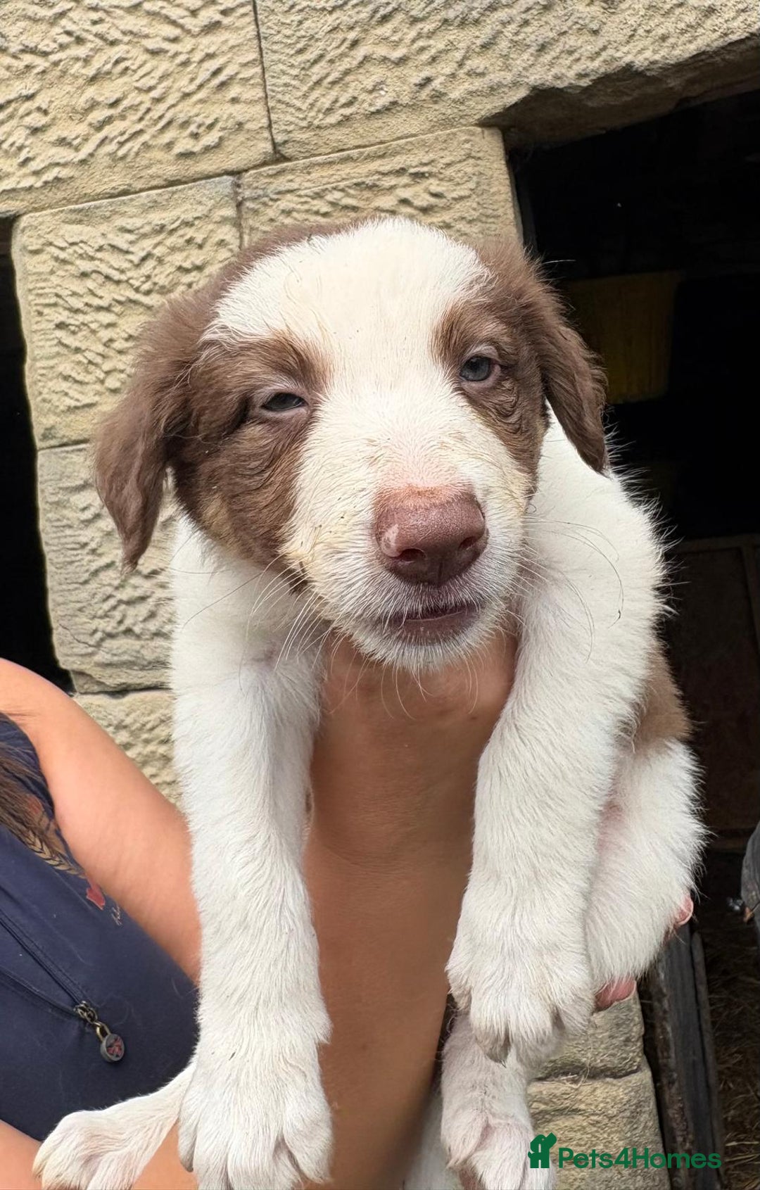 Border Collie dogs for sale: Red and white Border Collie Pups  - Image 13