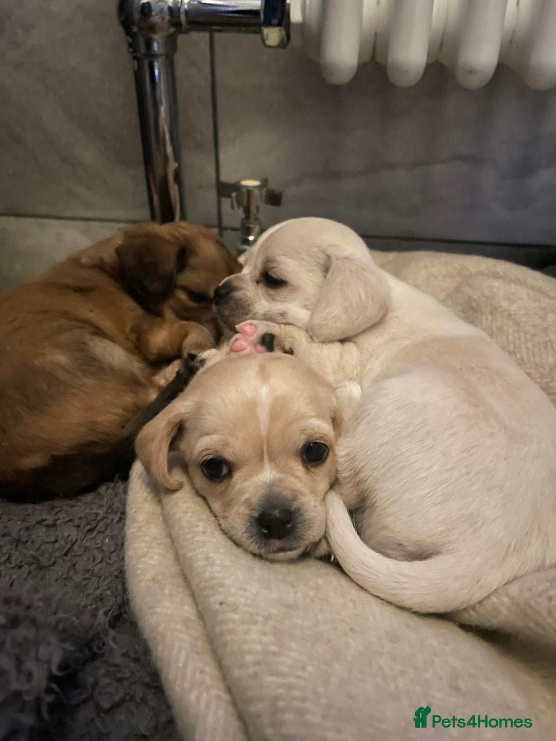 Chihuahua dogs for stud: Friendly Chihuahua for Stud - Advert 3