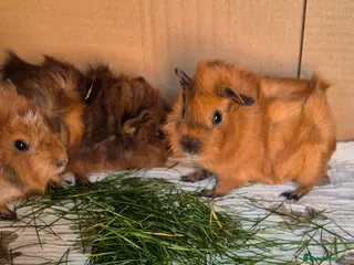 Guinea Pig rodents Baby Californian Guinea Pigs - Advert 3