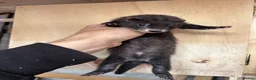 Ferret rodents for sale: Black ferrets  in Cardiff - Advert 8