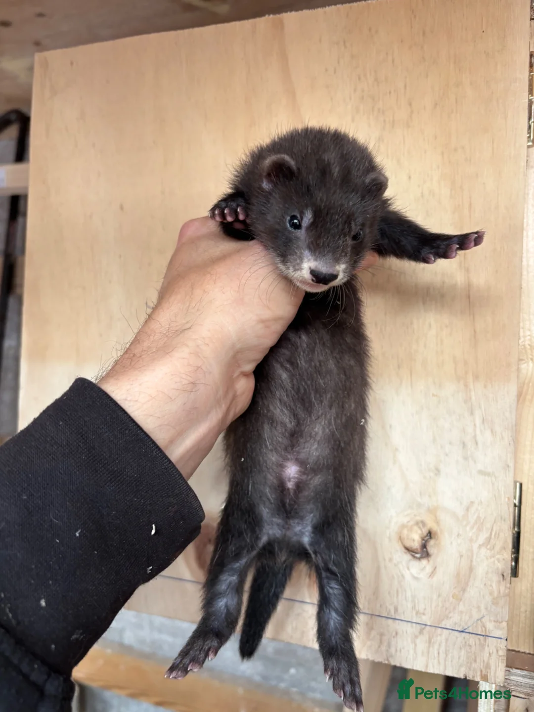 Ferret rodents for sale: Black ferrets  in Cardiff - Advert 8