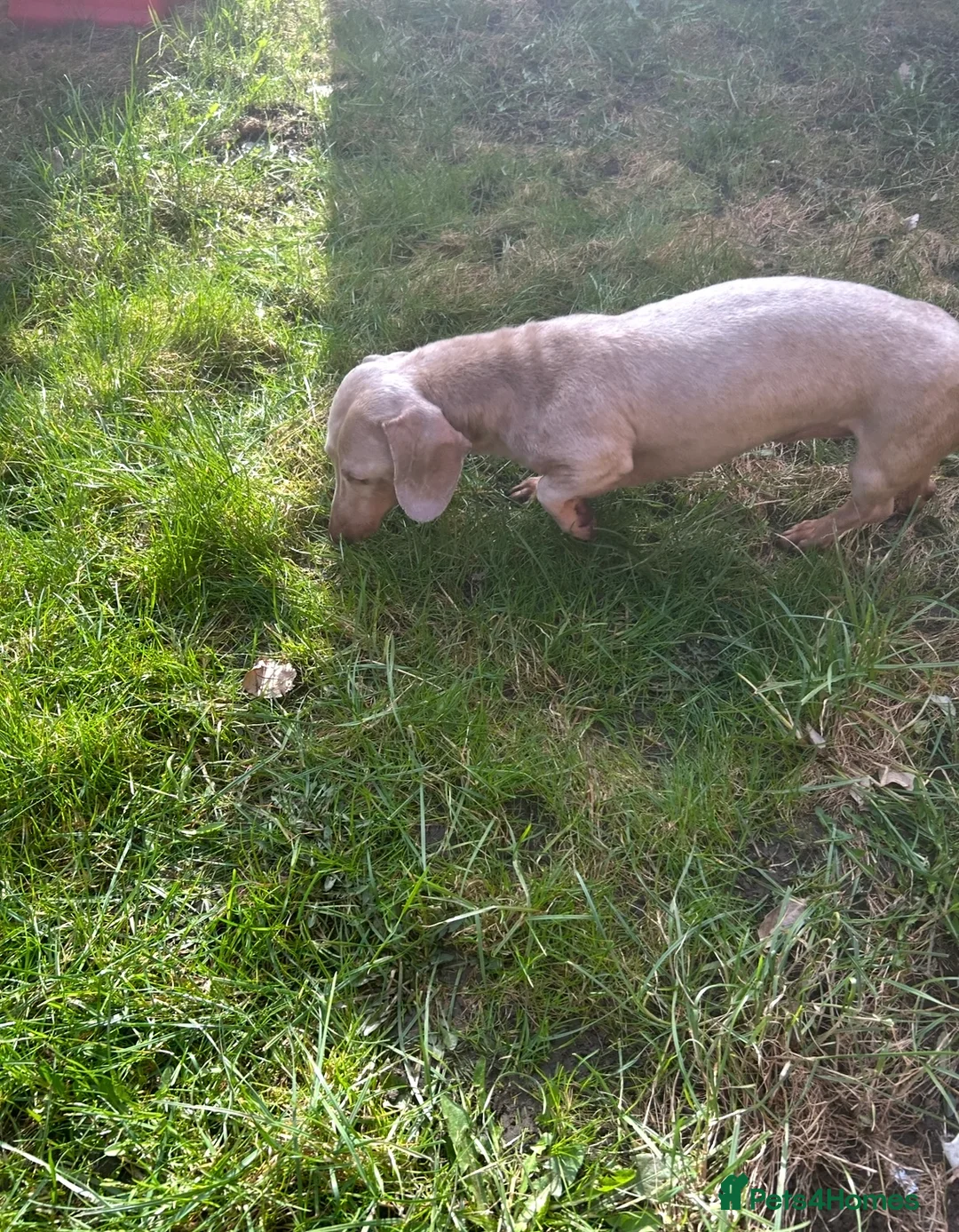 Miniature Dachshund dogs for stud: ⭐️ TRIGGER⭐️ smooth hair Isabella & Tan STUD in Mexborough - Advert 26