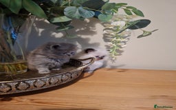 Persian cats for sale: Persian kittens - Image 12