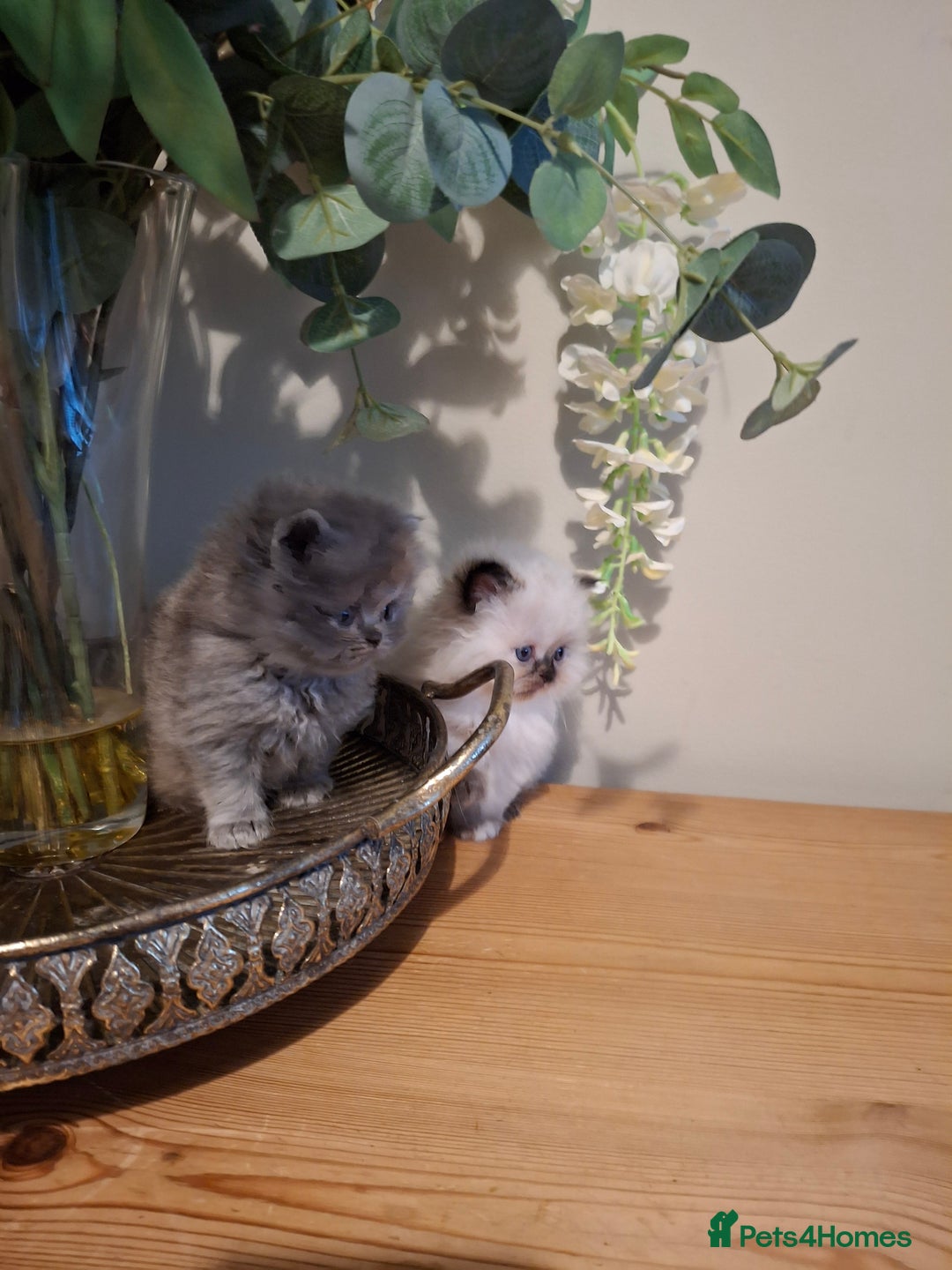 Persian cats for sale: Persian kittens - Image 12