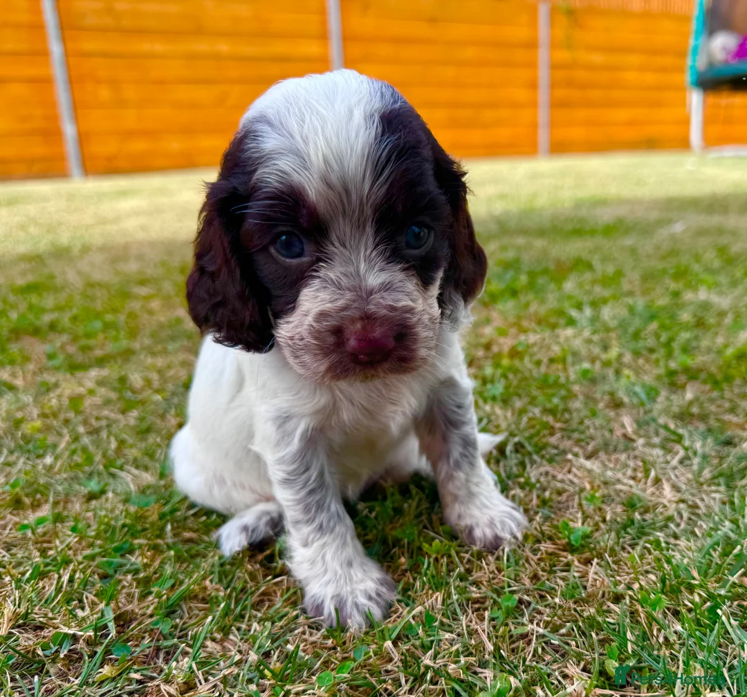 Cockapoo dogs for sale: Beautiful Cockapoo Babies 🐾🐾🐾 - Advert 1