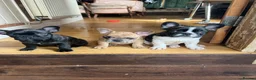 French Bulldog dogs for sale: French bulldog puppies looking for good new home  in Lancaster - Advert 8