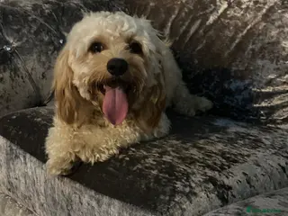 Cavapoo dogs Beautiful male cavapooo - Advert 1