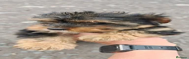 Yorkshire Terrier 1