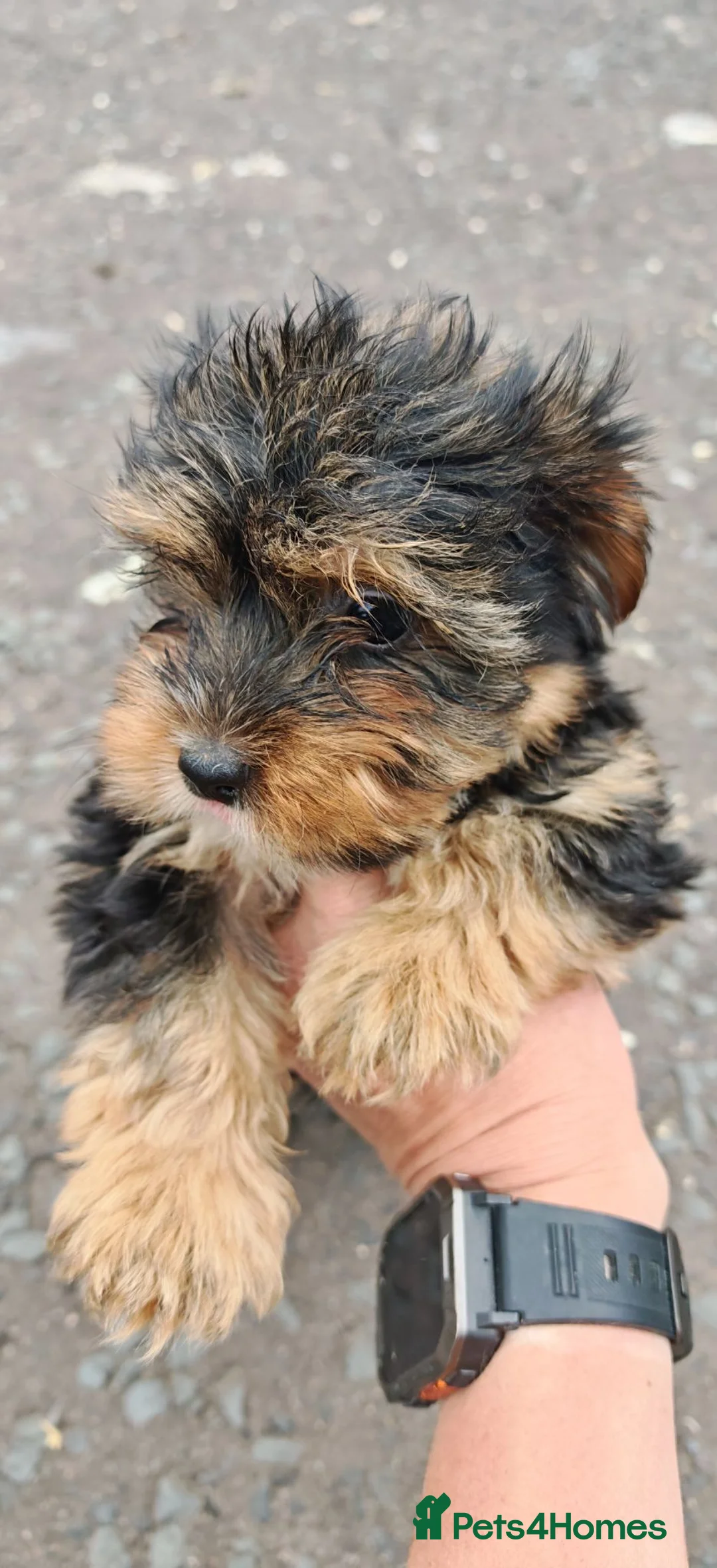 Yorkshire Terrier dogs for sale: Colourful Yorkshire terriers ready now  in Hawick - Advert 9