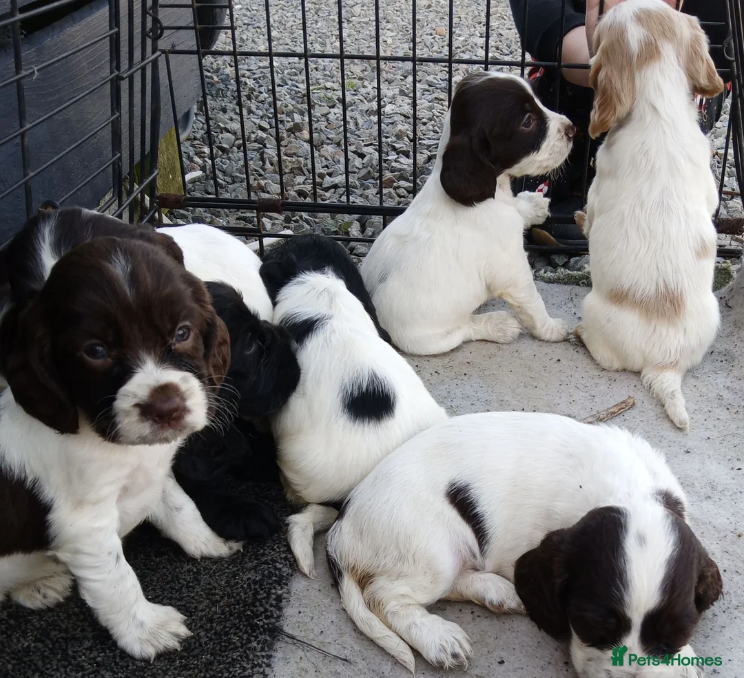 Cocker Spaniel dogs for sale: 9 beautiful Cocker spaniel puppies  - Advert 2