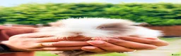 Mixed Breed rabbits for sale: 4 Baby Lionhead Bunnies Seeking Loving Homes in Coventry - Advert 2