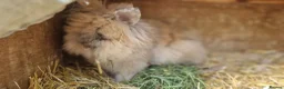 Lionhead rabbits for sale: Purebred double-maned friendly young lionhead boy - Advert 7