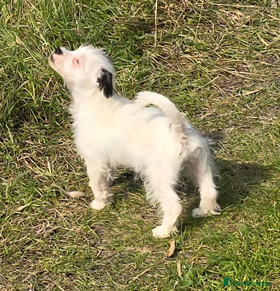 Jack Russell dogs for sale: Jack russel boy - Advert 2