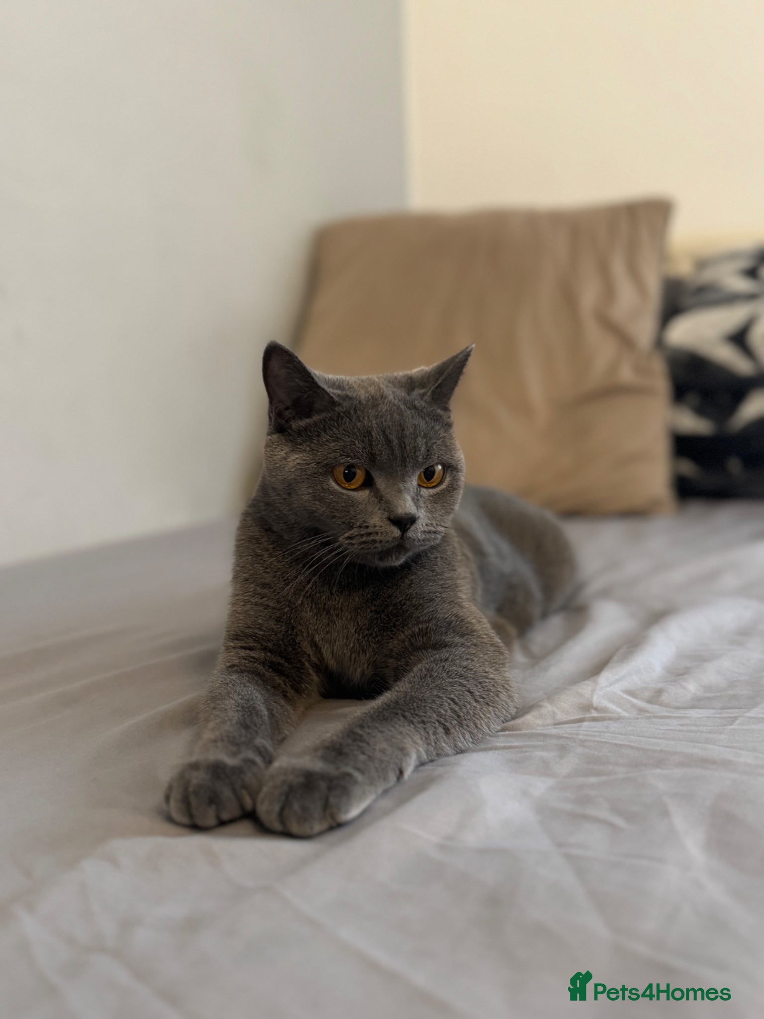 British Shorthair cats for sale: 1 male , 1 female  - Advert 1