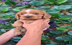 Cocker Spaniel dogs for sale: SUPERB SHOW TYPE COCKER SPANIEL PUPPIES  - Image 8