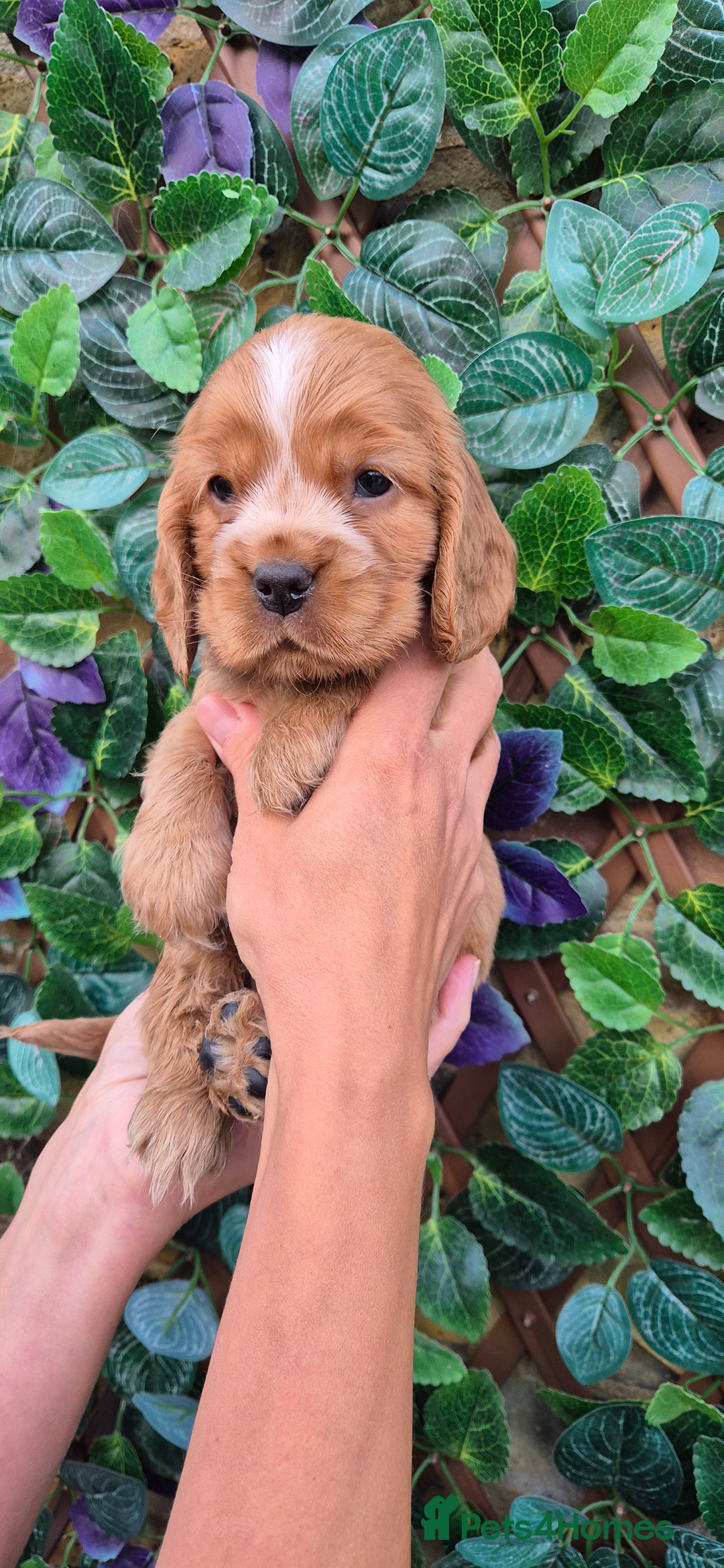 Cocker Spaniel dogs for sale: SUPERB SHOW TYPE COCKER SPANIEL PUPPIES  - Image 8