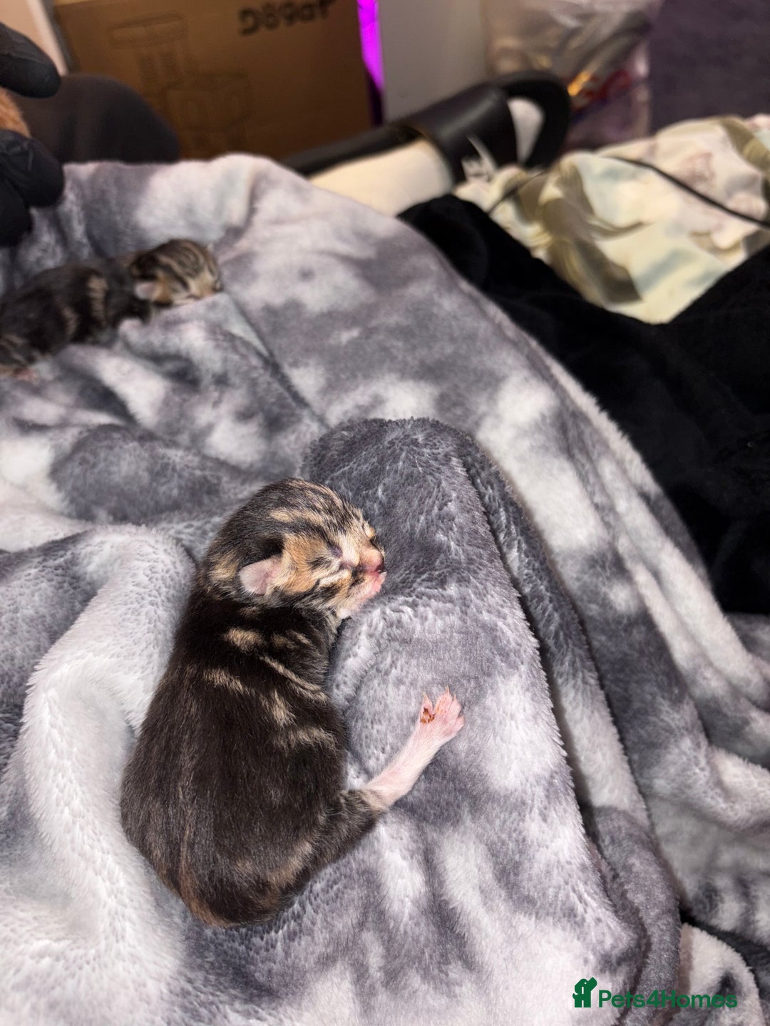 American Shorthair cats for sale: Tabby Twins & Gingee - Image 10