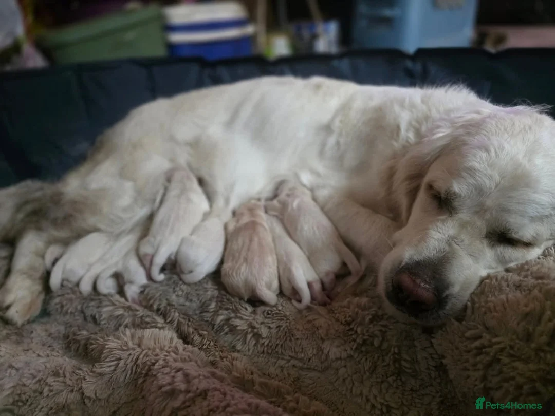 Golden Retriever dogs for sale: STUNNING GOLDEN RETRIEVER PUPPIES  in Manchester - Advert 5