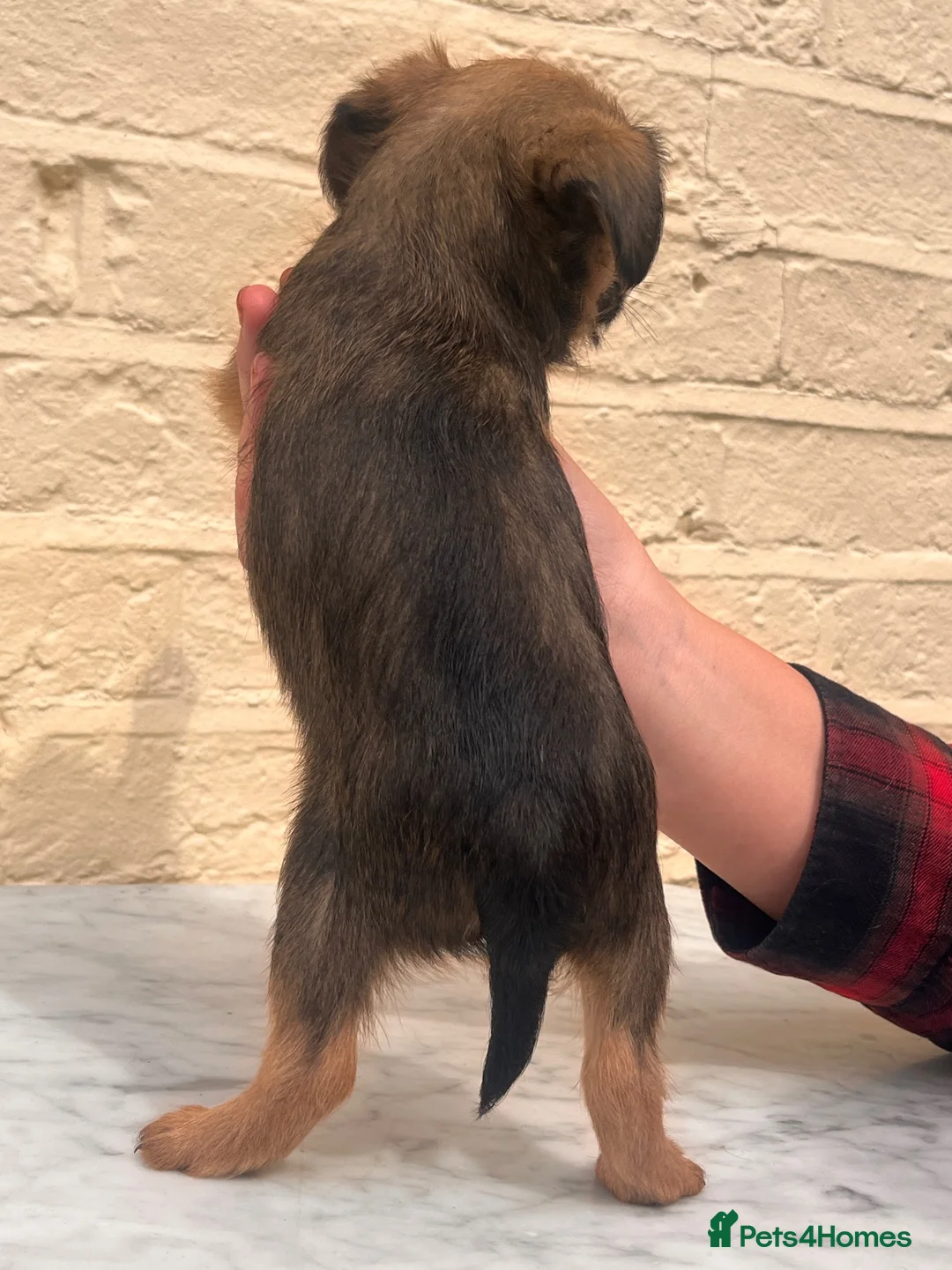 Griffon Bruxellois dogs for sale: Beautiful Brussels Griffon puppies - Advert 40